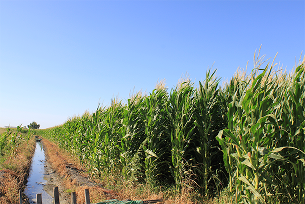 Field of corn with a water drainage ditch